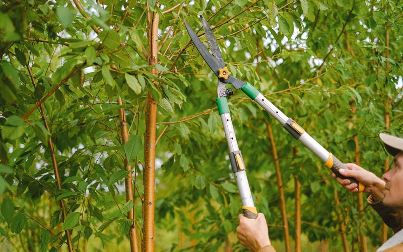 Tree trimming in Cooperstown, ND