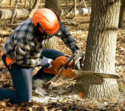 Tree Removal in Cooperstown, ND